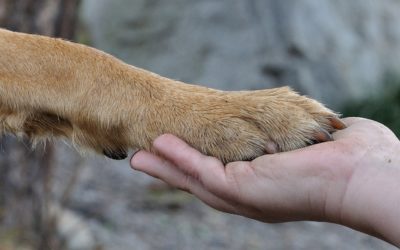 Shiatsu: benefici anche per gli animali